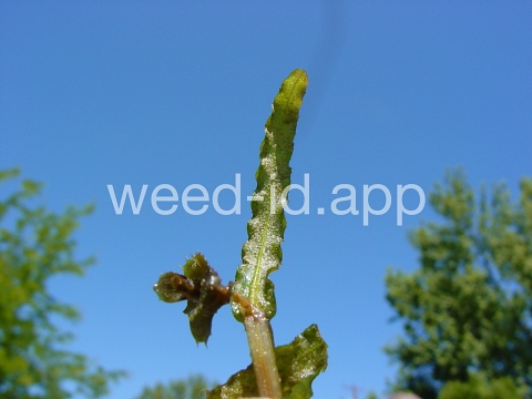 pondweed, curlyleaf